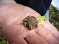 /album/grenouille/p1000256-jpg/