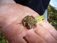 /album/grenouille/n1367539398-378158-7771078-jpg/