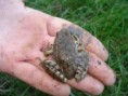 /album/grenouille/dsc03134-jpg/