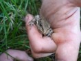 /album/grenouille/dsc03133-jpg/
