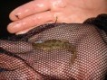/album/poisson/dsc03136-jpg/