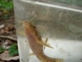/album/poisson/n1367539398-378474-6083502-jpg/
