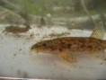 /album/poisson/n1367539398-378461-4171867-jpg/