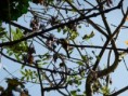 /album/oiseau/p1000178-jpg/