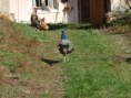 /album/oiseau/p1000179-jpg/
