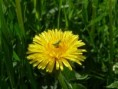 /album/orthopt%c3%a8res/n1367539398-378516-5114710-jpg/