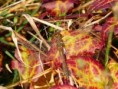 /album/odonates/n1367539398-134563-1057-jpg/
