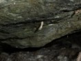 /album/lepidopt%c3%a8res/p1000280-jpg/