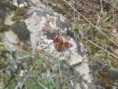 /album/lepidopt%c3%a8res/n1367539398-378362-2653100-jpg/