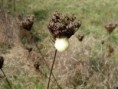 /album/hymenopt%c3%a8res/n1367539398-378120-610207-jpg/
