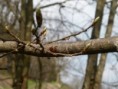 /album/hymenopt%c3%a8res/n1367539398-378331-6180581-jpg/