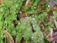 /album/hymenopt%c3%a8res/n1367539398-378334-2873922-jpg/